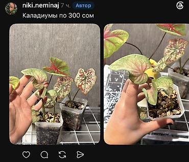 Фикусы: Внимание, освобождаю полки. Фикусы, сингониумы, Филодендроны детки — 24