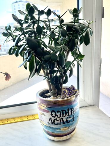 Baklar və çənlər: Qalxanvarı (Crassula ovata) - "Pul
ağacı" - Sukkulent növü, parlaq