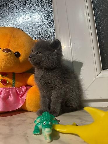 Pişiklər: Yaxşı əllərə -da lalafo.az — 6 Pişiklər: Yaxşı əllərə — 6