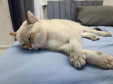 ragdoll pisik: Britan, Yaxşı əllərə — 2