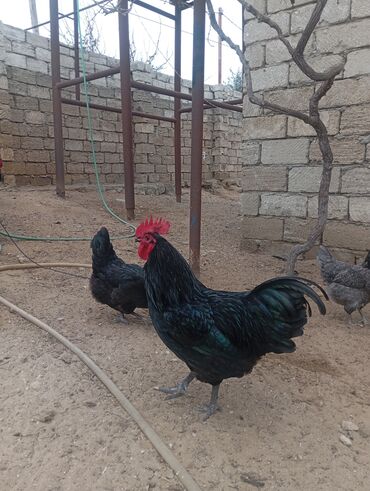 Xoruzlar: Məhsul: Ev şəraitində saxlanılan uzun quyruğ Alman sortu olan astralop — 3