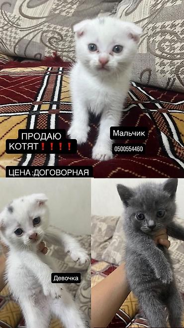 кошки манчкины: Котята, домашний помет. - Окрас: белый с отметиной на голове — 3