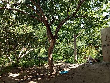 коттедж иссык куль цена: 5 комнат, 240 м², 8 соток, Чолпон-Ата, Собственник — 3