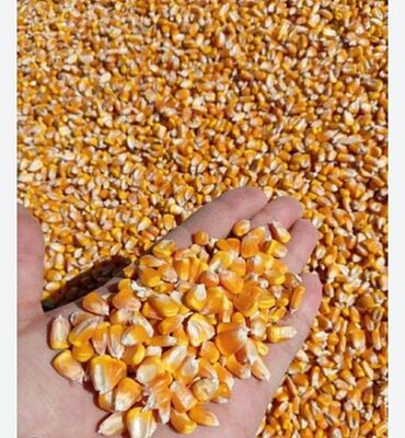 где купить зерна кукурузы: Продается кукуруза для корма животных только оптом уже готовая