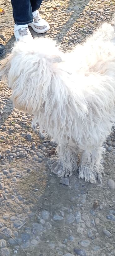 İtlər: Pudel — 1