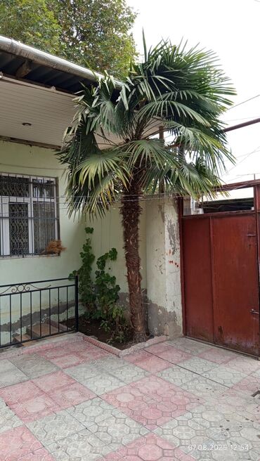 Tinglər: Bu xurma ağacı həm dekorativ, həm də praktiki məqsədlər üçün uyğundur