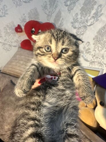 Pişiklər: Britan yastı qulaq, Erkək, Dişi, Yaxşı əllərə, Ünvandan götürmə, Pulsuz çatdırılma, Ödənişli çatdırılma — 69