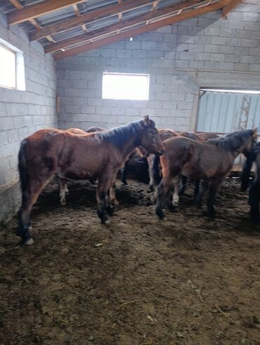 Лошади, кони: Продаю | Жеребенок | Для разведения | Племенные — 10