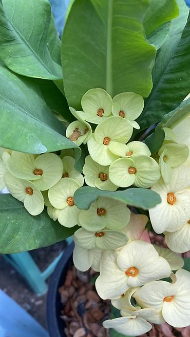 Молочаи: Эуфорбия Миля тайский (Euphorbia milii, «корона Христа») в горшке. - — 6