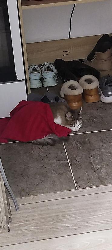 Отдам даром кошку: Кошка даром: Сибирская, 1 год, Девочка — 5