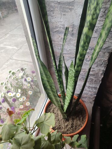 Хлорофитумы: Продаю комнатные цветы Сансевиерия-250сом (тещин язык ) Хлорофитум — 19
