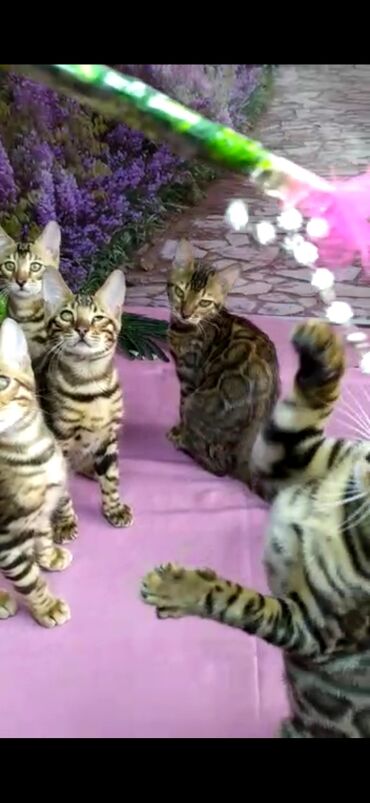 Продажа кошек: Бенгальские котята Проф.Питомник Бен Гла Мур предлагает.чудесных — 17