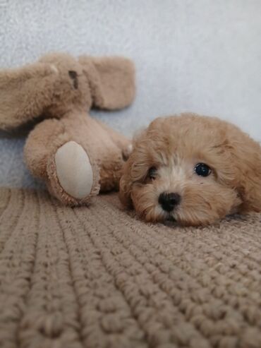 İtlər: Pudel, 2 ay — 8