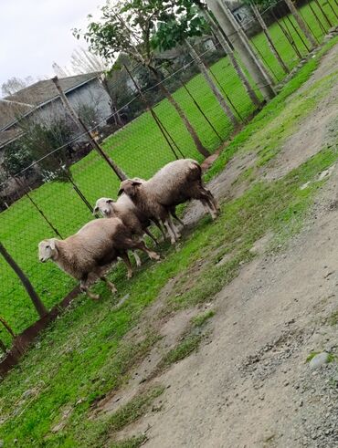 Kənd təsərüfatı heyvanları üçün digər mallar: 🌾 Lənkəranda bağda saxlanılan quzular 🐏 Təmiz, sağlam və ətli 💚 — 2