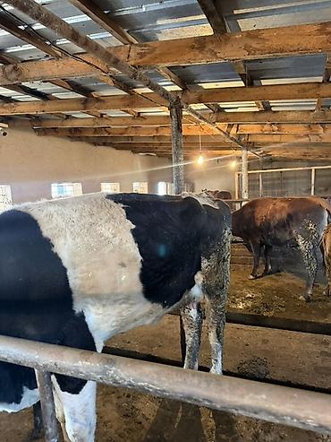 Коровы, быки: Продаю | Тёлка | Искусственник — 7