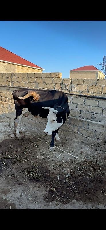 sud veren inek satilir: 3-cü balanı dekabrda doğacaq. 6 ayı tamamdır. Simmentalla ivanofka — 4