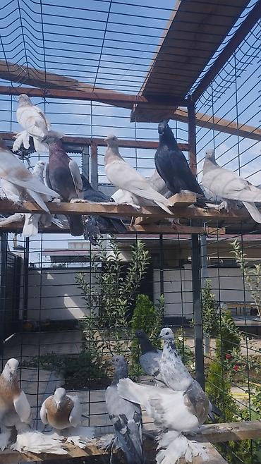 попугай с клетками: Породистые декоративные голуби с развитыми «чубами» и пышными — 4