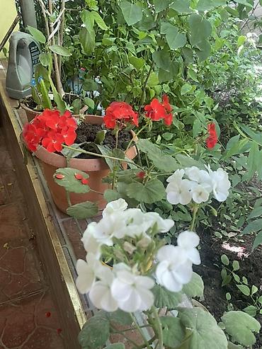guldəfnə bitkisi: Qırmızı və ağ çiçəkləri olan saksı muşkası (qərənfil/geranium) - — 1