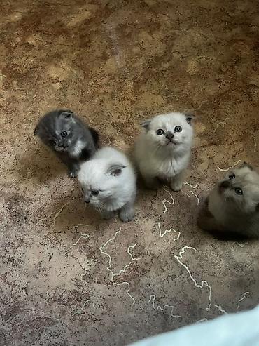 Кошки: Шотландские котята с висячими ушками (Scottish Fold). Окрас — 2