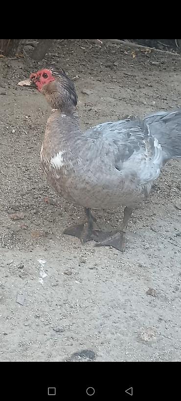 su donuzu: Musk ördək balaları (indo ducklings) - Cins: Musk (indo) ördək - — 6