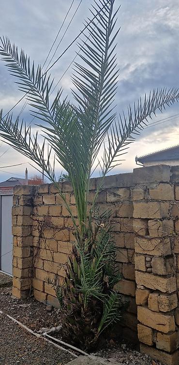 sogan gulunun digər adi: Xurma palmisi (Phoenix dactylifera) – həyət və bağ üçün dekorativ iri — 2
