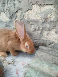 Dovşanlar: Temiz Burgun balalar. var satiwda diwi ve erkey 1 erkey 2 diwi — 8