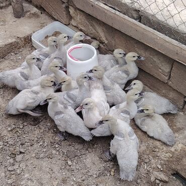 Digər quşlar: Məhsul: Boz rəngli musk ördəkləri (Indoutka) Təsvir: - Şəkillərdə boz — 11