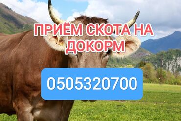 корма для крс: Куплю | Коровы, быки, Лошади, кони | На откорм, Откормленные, Бесплатная доставка