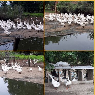 фильтр для аквариума: Salam Əziz qardaşlar.Xan Lənkəranda 🦢qaz təsərrüfatı