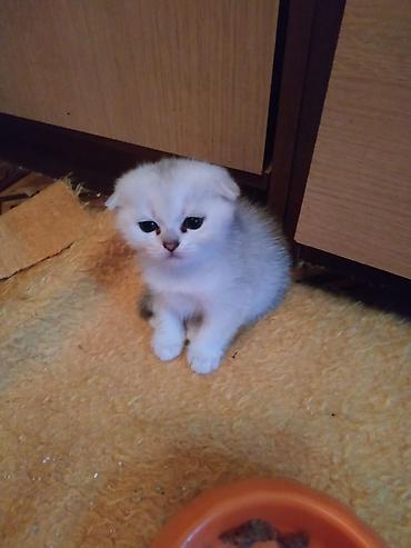 Pişiklər: Şinşilla -da lalafo.az — 8 Pişiklər: Şinşilla — 8