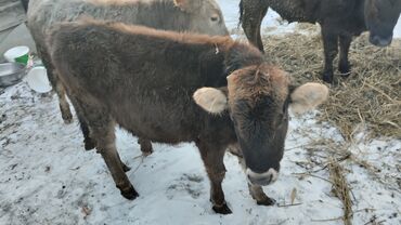 швиц уй: Продаю | Бык (самец), Музоо, торпок | Голштин, Швицкая | Для разведения