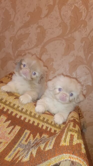 İtlər: Pekines, 2 ay, Dişi, Peyvəndli, Ünvandan götürmə