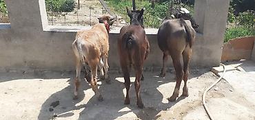 Телята: Ərkək dişi dana Və Dişi potağ Her biri 1000 manat Çatdirilma içinde — 2
