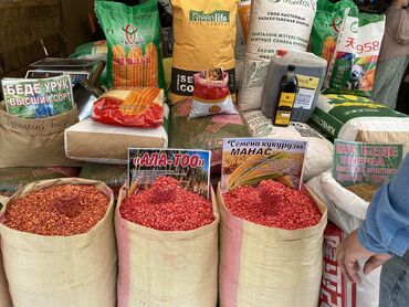 купить семена люцерны и эспарцета: Семена и саженцы Кукурузы, Самовывоз