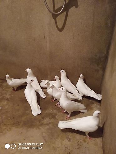 Göyərçinlər: Ünvan Maştağa. Ağ — 11
