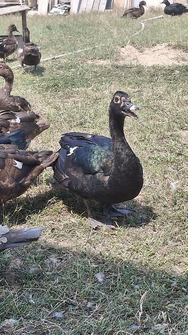 Heyvanlar: Muscovy ördəkləri (indoutka) — müxtəlif rəng çalarlarında sürü - — 3