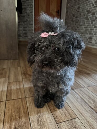 toy poodle qiyməti: Pudel, 10 ay, Dişi, Peyvəndli, Ünvandan götürmə