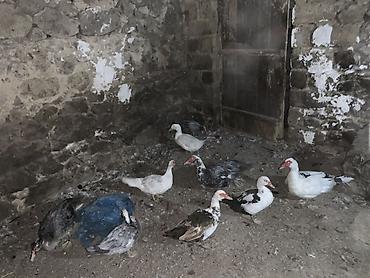 balaca it səkilləri: Musk ördəkləri (indo duck) – müxtəlif rənglərin qarışığında sürü — 1