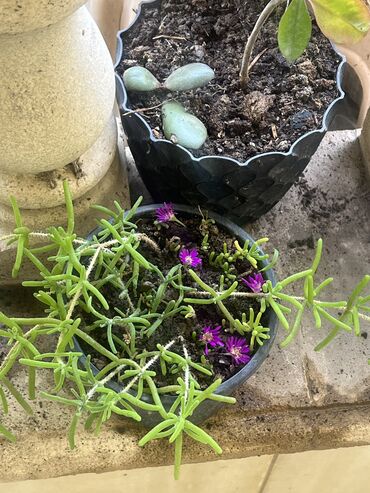 Xalçalar: Xalça -da lalafo.az — 9 Xalçalar: Xalça — 9