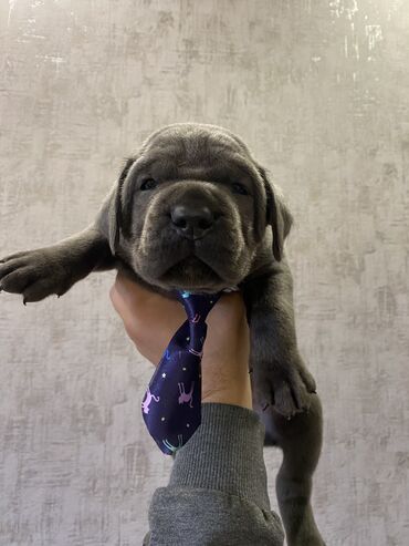 İtlər: Kane-Korso, 2 ay, Erkek, Sənədli, Pulsuz çatdırılma, Ödənişli çatdırılma — 23