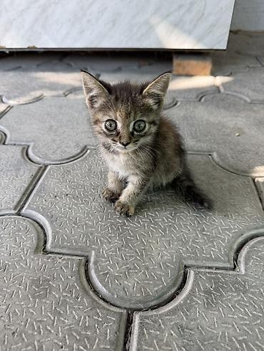 кормящая кошка: Кошка даром: Беспородная, 1 месяц, Девочка, Приучена к лотку — 1