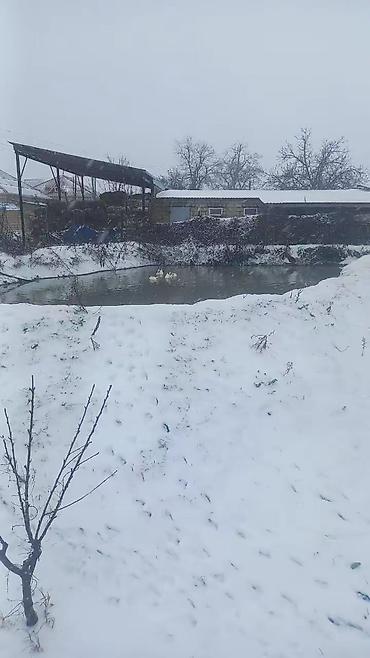 Torpaq sahələrinin satışı: 65 sot, Kənd təsərrüfatı — 8