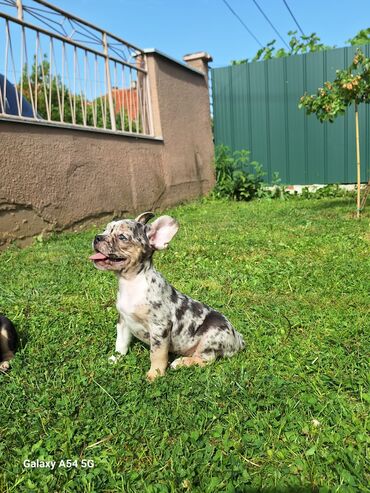Psi: Muško štene Francuskog Bulldoga Premium dostupno i spremno za
