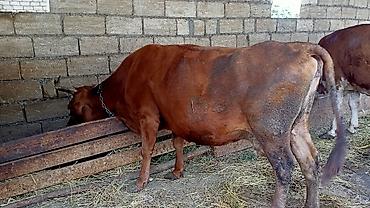 бу ковры: İney Simental Bugadan Öyre gedib Dekabrın 9 na dogmalidir . 8 lt süt — 4