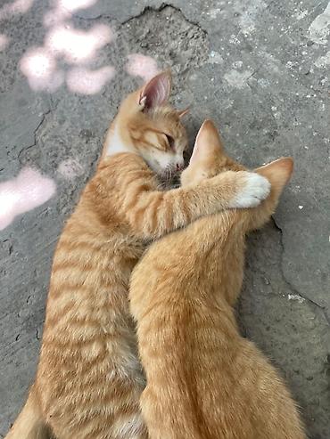 коты бенгальские: Котята — домашние любимцы Описание: - Окрас: рыжие тигровые (пара — 3