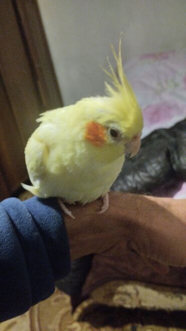 Tutuquşları: Növ: Nimfa tutuquşu (cockatiel), açıq sarı rəng, yanaqlarda narıncı — 1