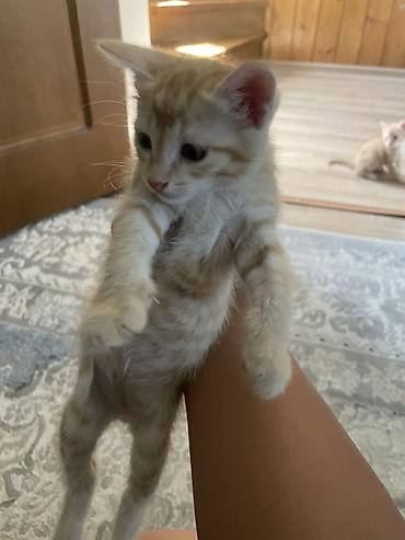 Мышыктар: Котята домашние, окрас: - Рыжий тигровый с кремовыми полосами - Серый — 1