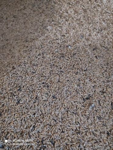 Корма для с/х животных: Продаю ячмень-пшеница