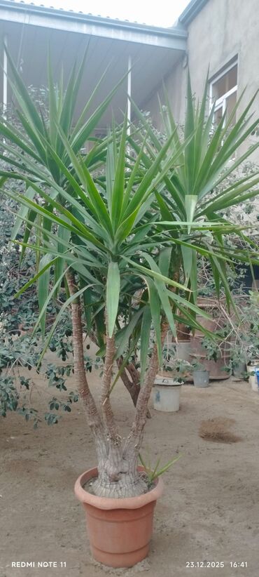 Otaq bitkiləri: Qablı dekorativ bitkilər - Portulacaria afra (fil qulağı/spekboom) – — 9