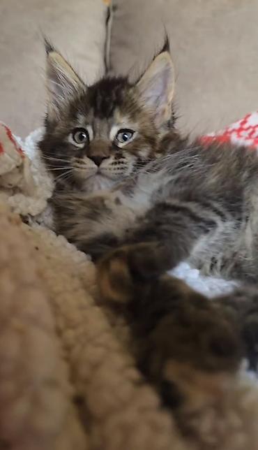 корма для кошек: МАЛЬЧИК МЕЙН-КУН 1,5 м Пушистый котёнок с выразительными глазами и — 2